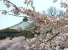 Cherry@blossoms